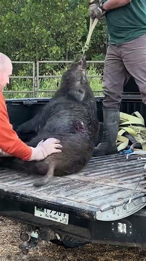 The wild boar frantically tries to escape from inside the trap #wildboar #wildboartrapping