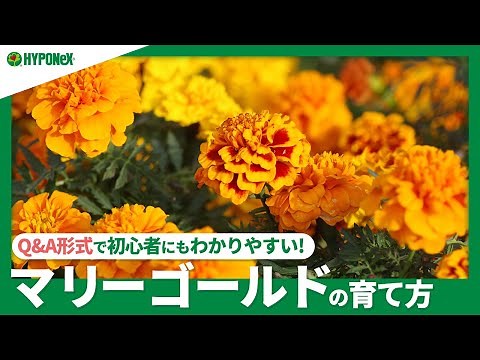 ☘54: How to grow marigolds | What vegetables should I grow them with? Daily care such as watering...