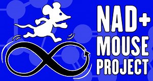 Can NMN Increase Longevity?