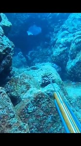 220K views · 4.7K reactions | #fblifestyle #fishing #spearfishing #diving #sea #UnderwaterAdventure #highlights #fypviral #fypシ゚ | fishing Adventure TV | Facebook