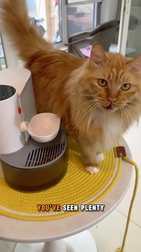 Cats love fresh water! This fountain refreshes automatically, so your kitty always drinks clean! #cat #petwaterbowl #petwaterfountain#catwaterfountain#catmomlife