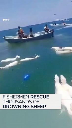 203K views · 3.1K reactions | A ship carrying thousands of sheep ran aground in the Gulf of Aden, off the coast of Yemen. Local fishermen in boats rushed to the rescue of the drowning livestock. | TRT World | Facebook