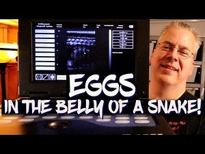 Counting my snakes before they hatch!