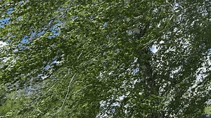 Branches Old Birch Green Leaves Part Stock Footage Video (100% Royalty-free) 3795058795 | Shutterstock