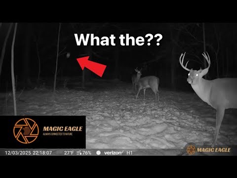 Weird stuff Captured on MAGIC EAGLE 5 Trail camera?!? Flying squirrels? This is an Awesome camera!