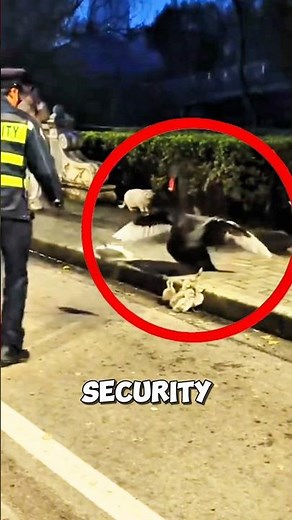 This man tried to help a swan family, and then this happened... #swan