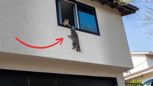 Romeow and Juliet returns in a clever cat-led sequel