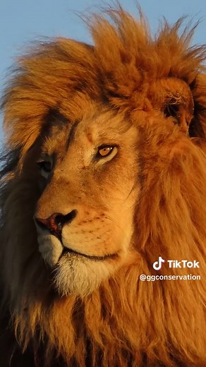 Lion Roaring Sounds Compilation