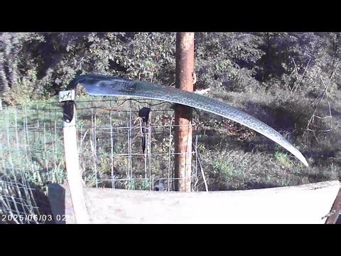 Mowing the grass with austrian turkish scythe