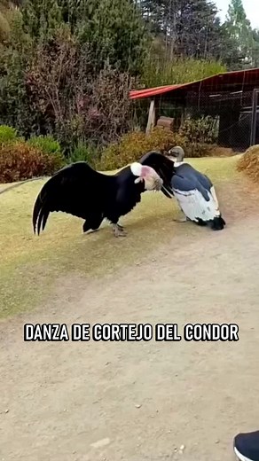 Baile del Cóndor Andino: Significado y Tradición