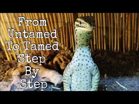 How To Tame Your Monitor Lizard From Start To Finish: Part 1, Introduction