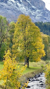 37K views · 2.1K reactions | Grindelwald in autumn | Patchara Photography | Facebook