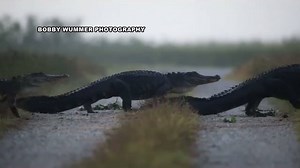 1.5M views · 12K reactions | ALLIGATORS ON PARADE! This video is just...