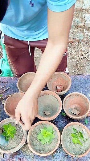 Grow Endless Bougainvillea from Cuttings!