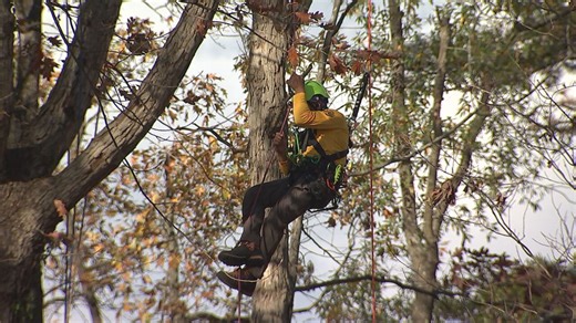 Charlotte Arborists Association hosts tree climbing competition at UNCC
