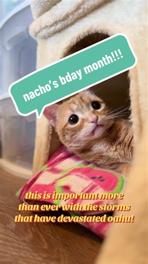 Celebrate Nacho's 2nd Birthday Month!