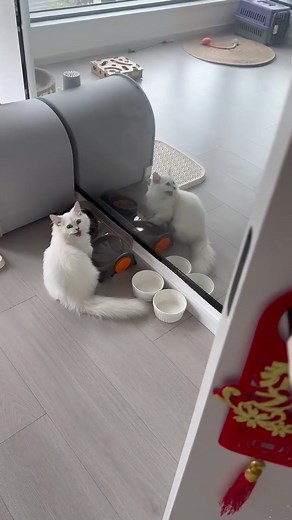 Funny Cat Sounds That Will Make You Smile