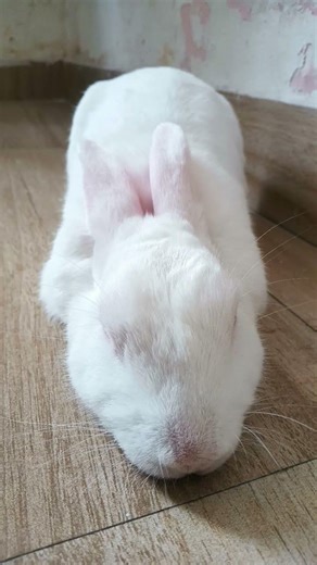 #youtubeshorts #funny #funnyvideo #cute #comedyshorts #pets #petlover #petshub #shorts #rabbit #yt