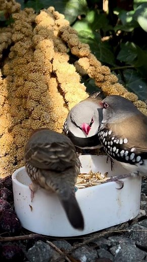 Diamond firetail finches and red headed finch male