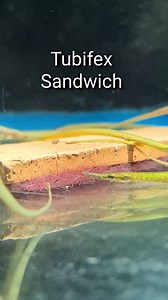 Freshwater Pipefish Care Guide: Everything You Need to Know