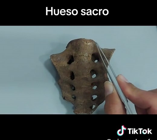 ¿Qué es el hueso sacro y su anatomía?