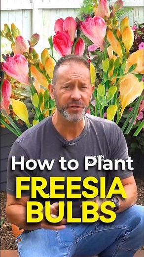 Essential Tips for Successfully Planting Freesia Bulbs