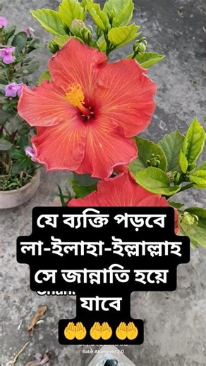 Java flower 🌺🌺 #shorts #shortsfeed #flower