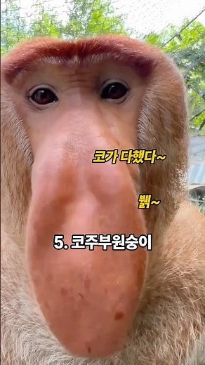 이게 원숭이? 이상한 원숭이 소리 모음 TOP 7