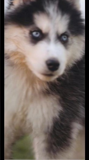 “White vs Black Husky 😂” #uploadyoutubeshorts #love