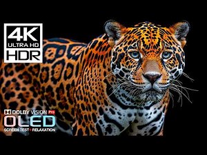 Mouths will remain open 4K Video ULTRA HD OLED HDR Test | Dolby Vision 240fps