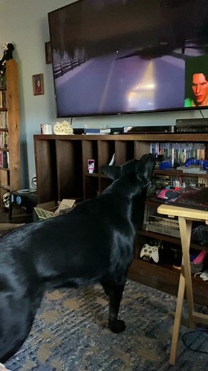 Dog's Unlikely Reaction to Jerma985