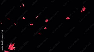 Maple Leaves Falling Loop on Alpha Channel. Maple leaves falling with alpha channel you can place on footage or background and easier to change color in a seamless loop.