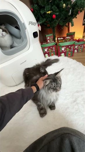 My Litter Box Stays Clean 24/7 | homerunPET Self-Cleaning Litter Box