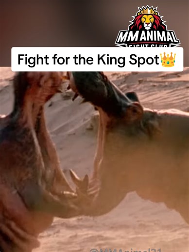 Hippos Battle for Dominance in the Wild
