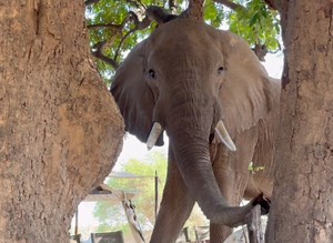 11K views · 165 reactions | Our first day in camp at Mana Pools, Zimbabwe! It’s incredible when nature and animals just show up for you and share their beauty, up close and personal! Thank you Marlon du Toit African Bush Camps and Tanda Afrika Safari Co #ManaPools #ZimbabweSafari #AfricanBushCamps #WildlifeExperience #NaturePhotography | Dr. Melissa Magnuson, The Conscious Vet | Facebook