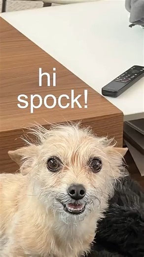 Spock's car 👀 | Ryan Trahan