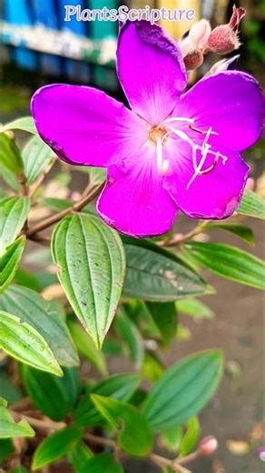 Princess Purple Flower |Princess Plant Flower |Pleroma urvilleanum|Tibouchina urvilleana |Glory Bush