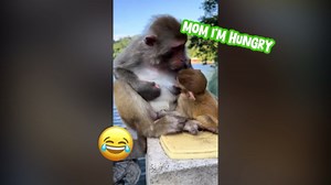 Naughty Monkey Caught in Action! 🐵😈 | Funny, Playful & Sneaky Moments