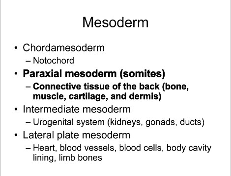 Lecture 10 Mesoderm Derivatives
