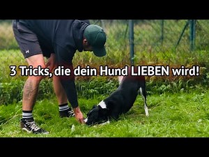Anyone can learn these 3 dog tricks!