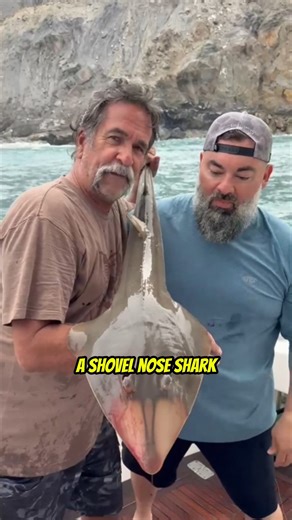 Your Saltwater Guide on Instagram: "We caught a Shovelnose Shark! Your Saltwater Guide is Sponsored by Fishing Booker."