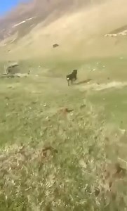 Awesome working dog . | Gareth Wyn Jones