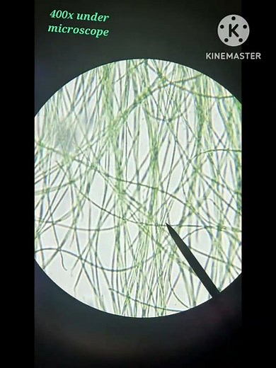 Oscillatoria 400x Under Microscope #marinebiology #biology #bacteria #microscope