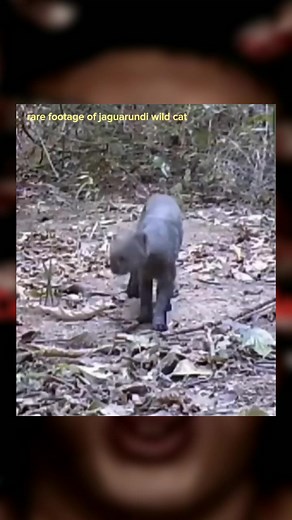 Exploring the Jaguarundi: Unique Wild Cat of the Americas