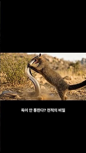 사신 코브라 vs 겁 없는 몽구스, 0.1초 승부의 결과는? 🐍💥