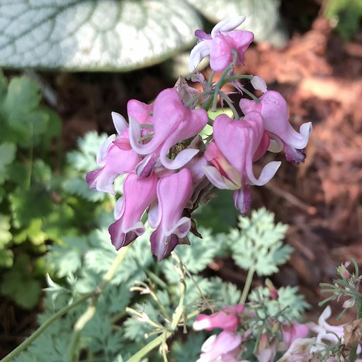 Dicentra 'Pink Diamonds' – Garden Crossings