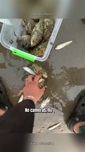 HE DIDN’T IGNORE THIS… PUFFER FISH RESCUE ON THE BEACH #animalrescue #pufferfish #shorts