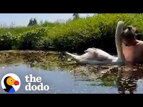 Baby Swan Demands Cuddles With Dad 24/7 | The Dodo
