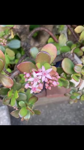 金のなる木とは？幸運をもたらす育て方