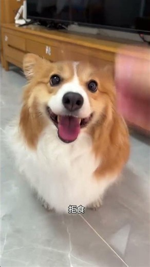Daily Dedication: The Heartwarming Journey of a Good Dog's Debut